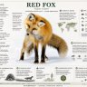 mudguard