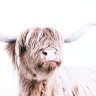 AshaMorn