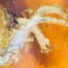 JunoKite