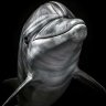 NikoWeld
