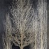 ferrocoil