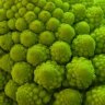 cobblefern