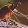 Nivell