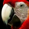 renato