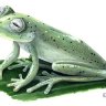 NettleJay