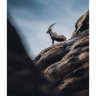 mossframe9