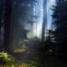 nightbench