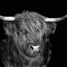 SorryGareth