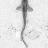 MayaClamp5