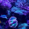 noflash24