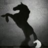 wornmouse