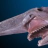 gillnick