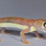 HugoRack4