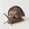 amberbyte