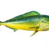 DarioLinn