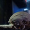 CoryModem