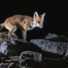 deckbruise7
