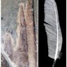 GritWheel9