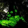 nightowl_4
