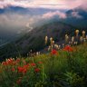tuliperror
