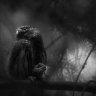 bramblejay