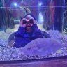 tabasco6