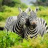 pionman64