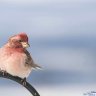 LennyBrake4