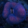 MaraQuill6
