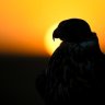 oldmonitor