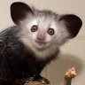 clampotto