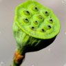 PabloKey