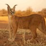 OrinPegg