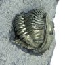 bezelhead