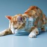 UmaPatchlead