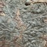 minervak