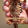 PiaMurn