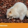 NikoVenn