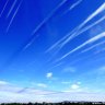ZedGarden5