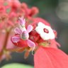 foliofern