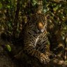 qbitwalker