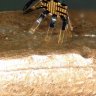 RheaGill
