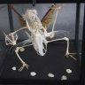CiroNotes