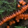 mossglass8