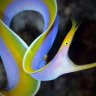 zora_reads2