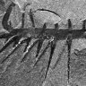 Juno55
