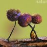 AshaBusline