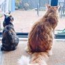 fuzzyfax