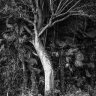 cedaroffcut