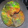 brakefern3